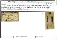 Karteikarte zum Abbildungsoriginal von Amphimorphina haueriana Neugeboren, 1850